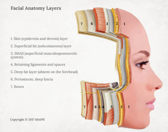 Facial anatomy layers (the layers of face): Skin, subcutaneous, SMAS, ligaments, deep fat, periosteum and deep fascia, bones